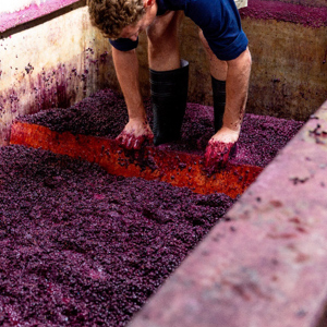 顛覆澳洲葡萄酒產業的三位傳奇釀酒師