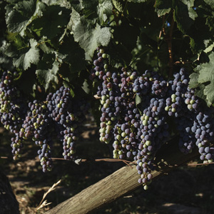 Mourvèdre 葡萄及釀造單一葡萄品種Mourvèdre 紅葡萄酒